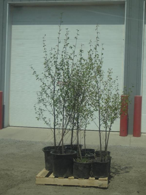 (12) Potted 4ft-6ft Paper Birch (Fi...