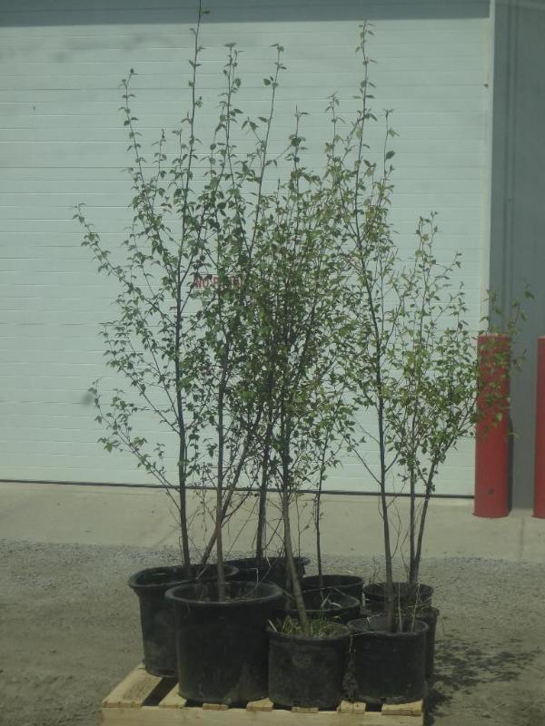 (9) Potted 4ft-6ft Paper Birch (Fil...