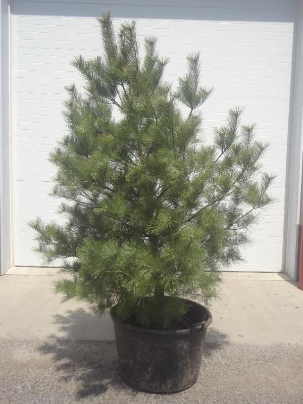 8ft Potted White Pine (File Photo)...