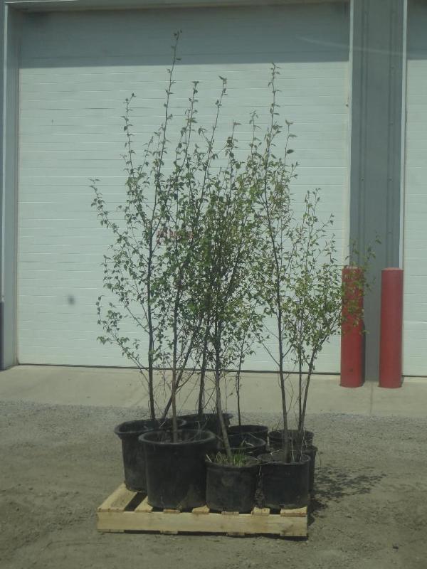 (9) Potted 4ft-6ft Paper Birch (Fil...