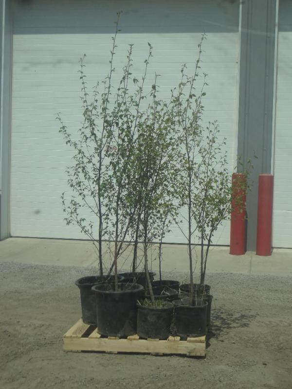 (12) Potted 4ft-6ft Paper Birch (Fi...
