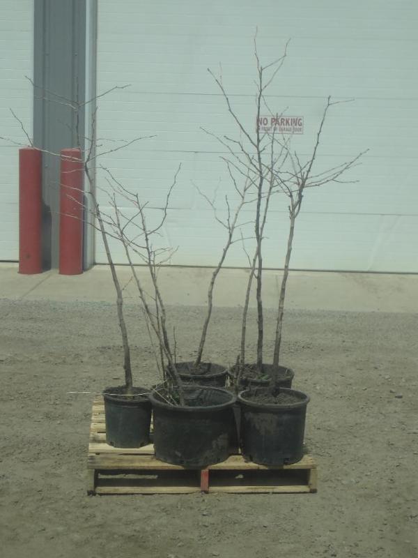 (7) Potted 3ft-5ft Ginko Trees...