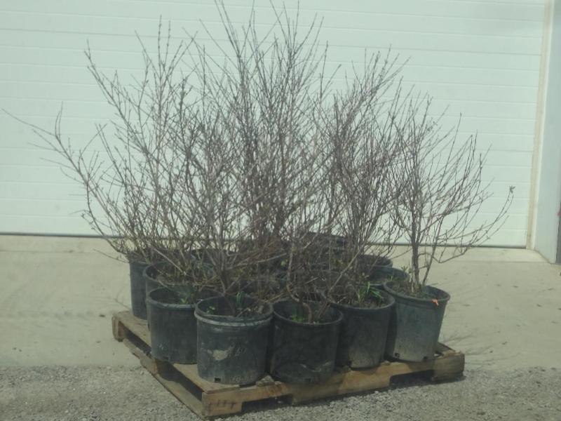 (10) Potted Cherry Red Dogwoods, 3f...