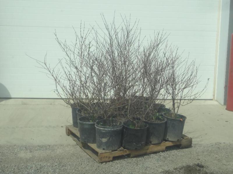 (12) Potted Cherry Red Dogwoods, 3f...