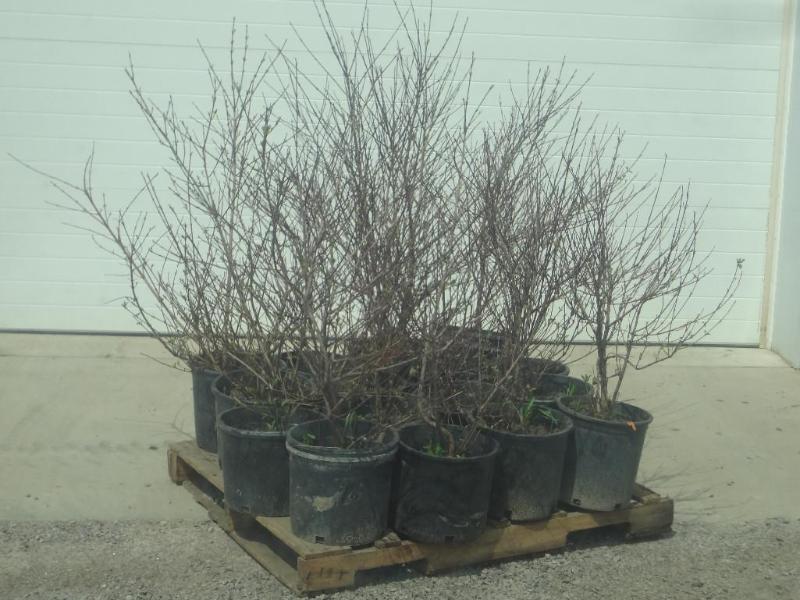 (16) Potted Cherry Red Dogwoods, 3f...