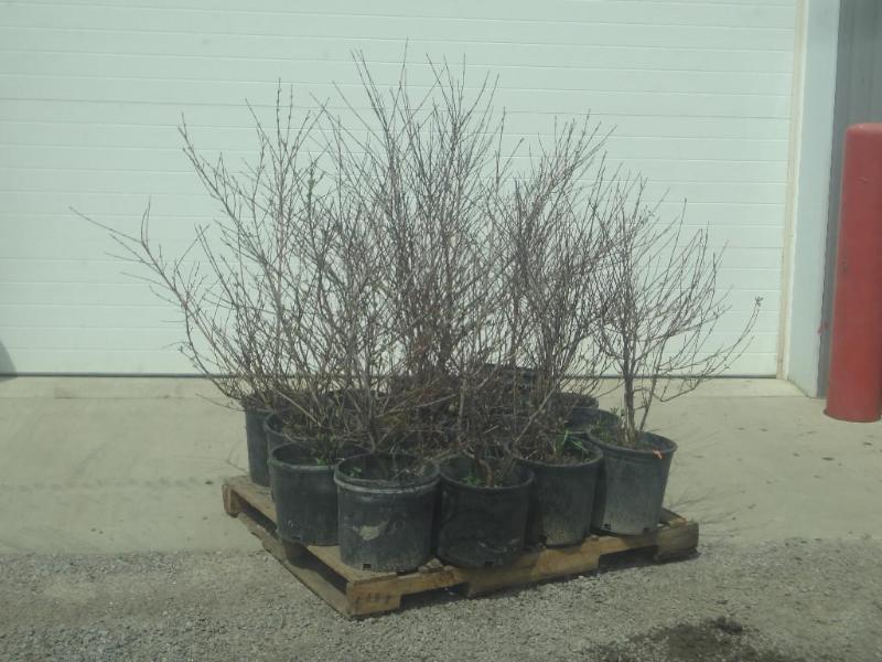 (16) Potted Cherry Red Dogwoods, 3f...