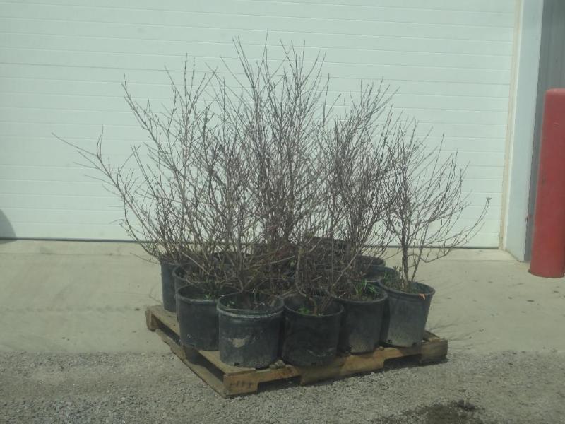 (16) Potted Cherry Red Dogwoods, 3f...