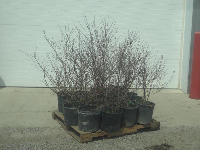 (16) Potted Cherry Red Dogwoods, 3f...