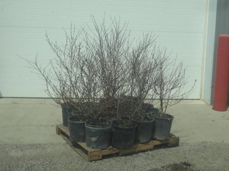 (16) Potted Cherry Red Dogwoods, 3f...