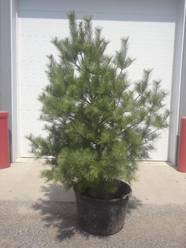 8ft Potted White Pine (File Photo)...