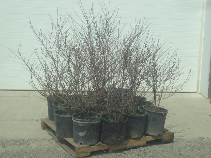 (16) Potted Cherry Red Dogwoods, 3f...