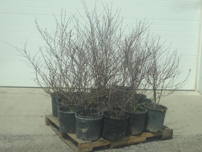(16) Potted Cherry Red Dogwoods, 3f...