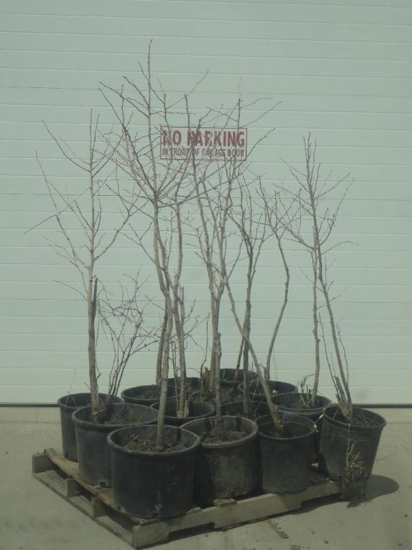 (14) Poted Ginko Trees, 4ft-5ft...
