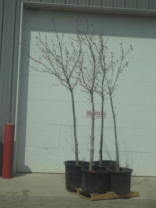 (3) Potted Norway Maples, 8ft-10ft...