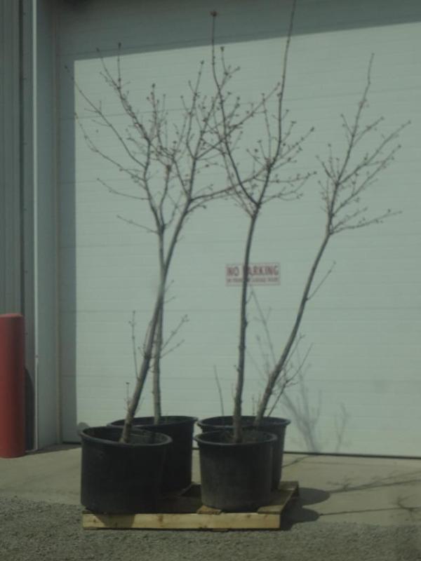 (4) Potted Norway Maples, 8ft-10ft...