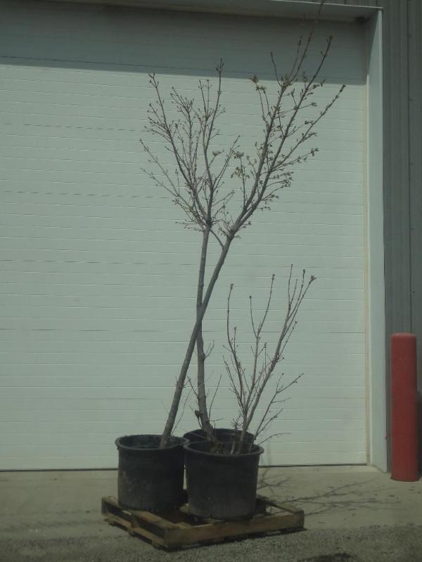 (4) Potted Norway Maples, 4ft-10ft...