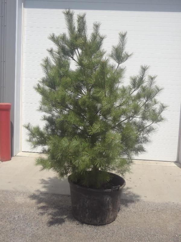 8ft Potted White Pine (File Photo)...