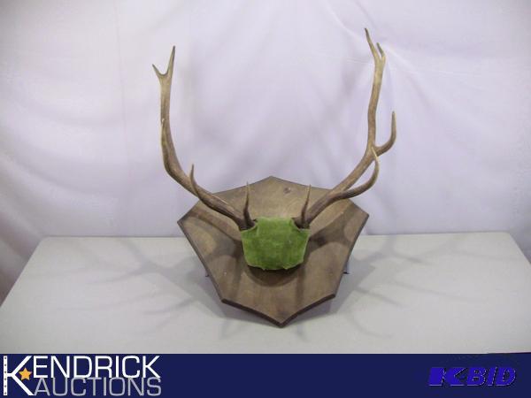 lot 46 image: Authentic Mounted Elk Antlers