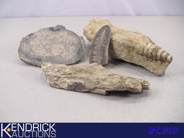 Interesting Lot Of Fossils
