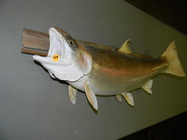lot 159 image: Trout mount with wood piece - needs...