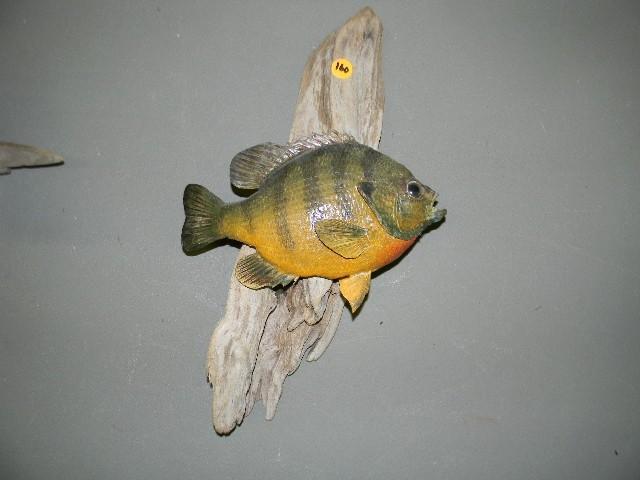 lot 160 image: Sunfish mount on wood - very cool l...