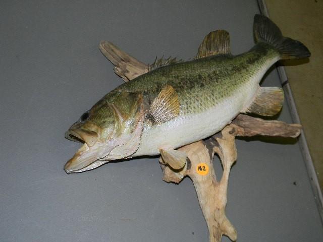 lot 162 image: Very cool Bass mount on wood...