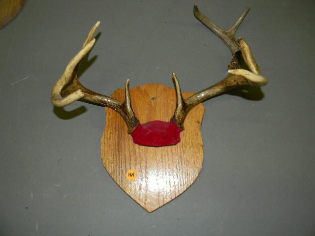 lot 164 image: 7-point deer rack mounted on wood p...