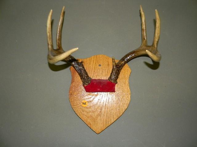 lot 165 image: 8-point deer rack mounted on wood p...