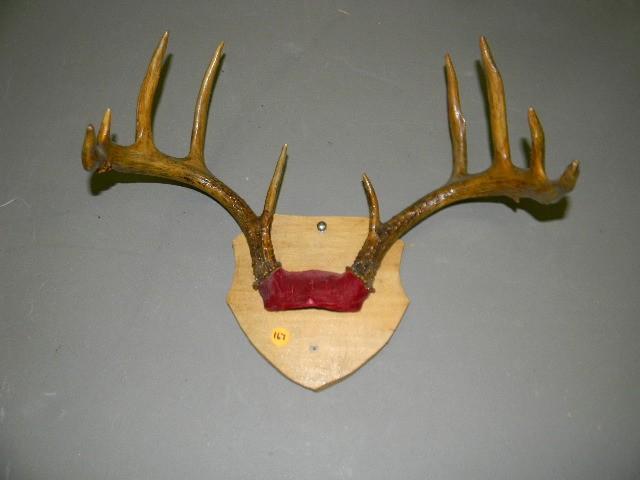 lot 167 image: 10-point deer rack mounted on wood ...