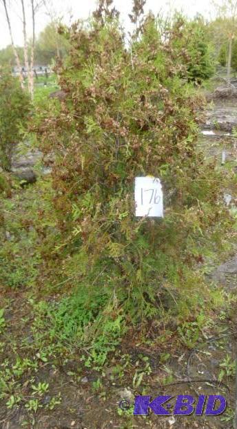 lot 176 image: 4" Techny Arborvitae Tree...