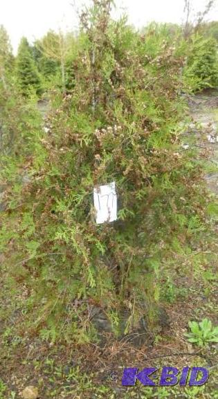lot 177 image: 4" Techny Arborvitae Tree...