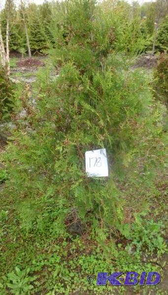 lot 178 image: 4" Techny Arborvitae Tree...