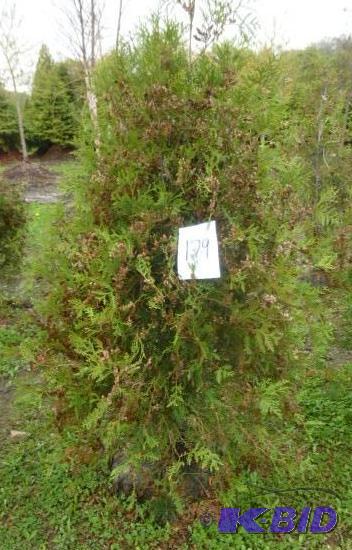 lot 179 image: 4" Techny Arborvitae Tree...