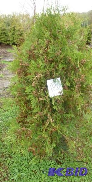 lot 180 image: 4" Techny Arborvitae Tree...