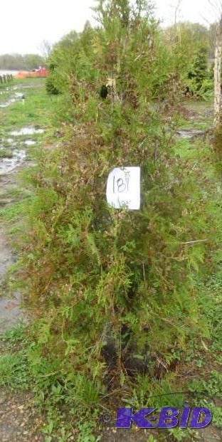 lot 181 image: 4" Techny Arborvitae Tree...