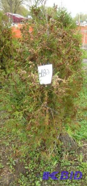 lot 182 image: 4" Techny Arborvitae Tree...