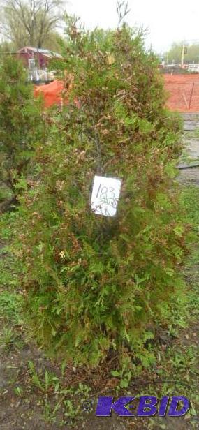 lot 183 image: 4" Techny Arborvitae Tree...