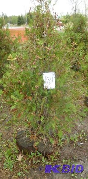 lot 184 image: 4" Techny Arborvitae Tree...