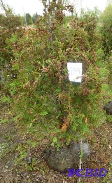 lot 185 image: 4" Techny Arborvitae Tree...