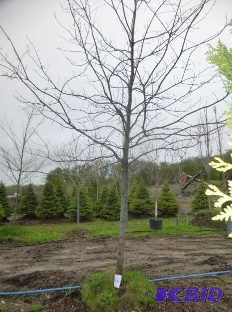 lot 186 image: 3.5" Pin Oak Tree...