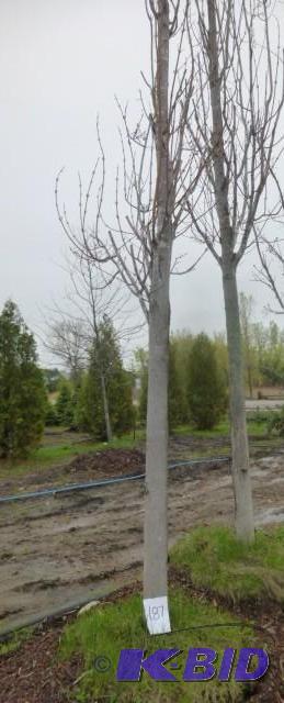 lot 187 image: 4" Armstrong Maple Tree...