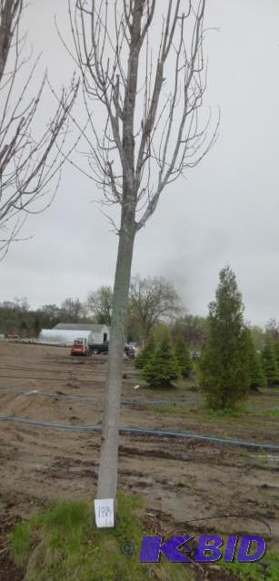 lot 188 image: 4" Armstrong Maple Tree...