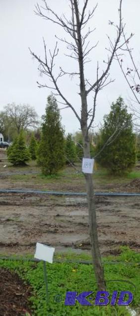lot 189 image: 3" Armstrong Maple Tree...
