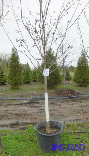 lot 190 image: 25 Gallon Royal Red Maple Tree...