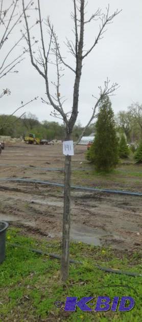 lot 191 image: 3" Armstrong Maple Tree...
