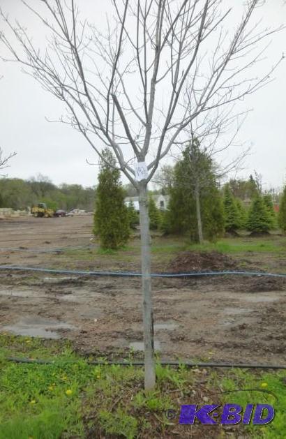 lot 192 image: 3" Northwoods Maple Tree...