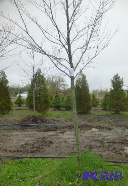 lot 193 image: 3" Elm Tree...