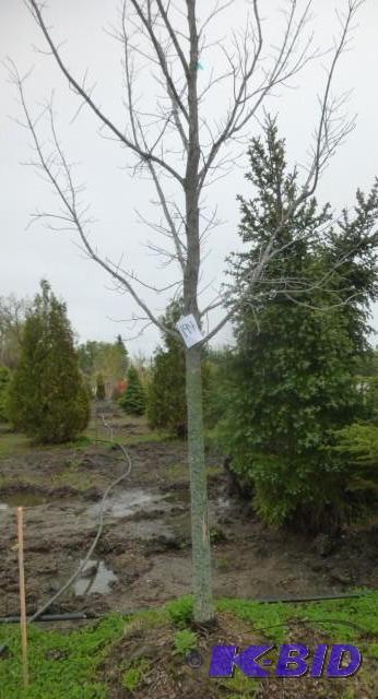lot 194 image: 4" Maple Tree...