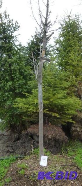 lot 195 image: 3" Armstrong Maple Tree...