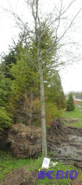 lot 196 image: 3" Elm Tree...